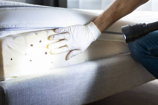 Wasp Removal Services in Rossmoyne, OH
