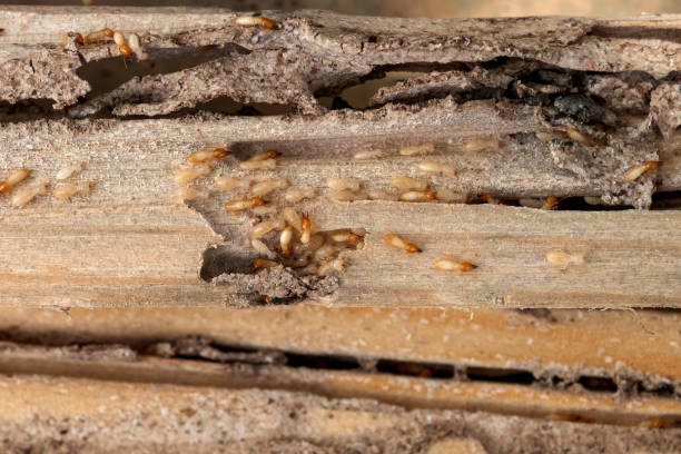 Best Cockroach Control Services  in Rossmoyne, OH